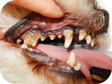 犬 猫の歯周病について たるのどうぶつ診療所 歯科治療もお任せ下さい 岡山の里庄 浅口 笠岡の動物病院
