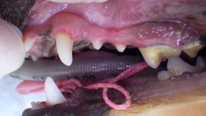 小型犬の歯周病