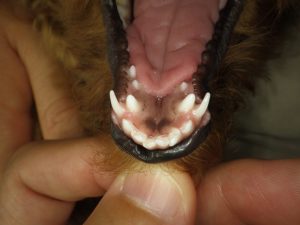 乳歯晩期残存の子犬 犬 歯科治療事例 子犬 たるのどうぶつ診療所 里庄町の動物病院