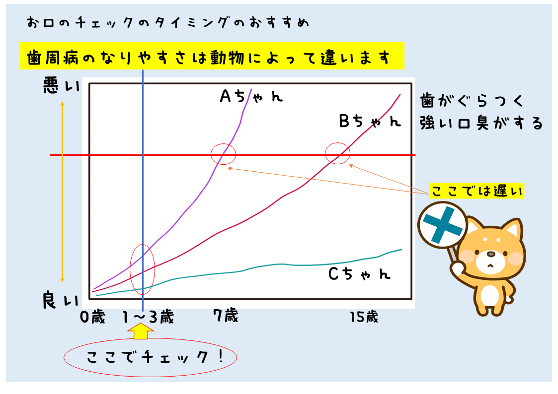 動物の口内検診のタイミングについて